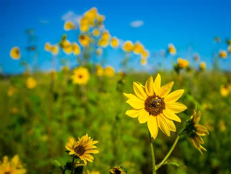 Free Images Nature Sky Field Meadow Prairie Sunlight Flower