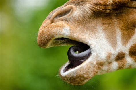 Kostenlose Foto Natur Tierwelt Zoo Porträt Säugetier Schließen