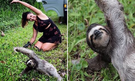 Sloth Becomes Unlikely Fitness Inspiration After Tourists Spot The