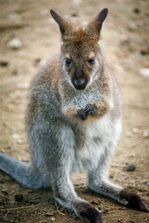 Baby Känguru Gratis Stock Bild Public Domain Pictures