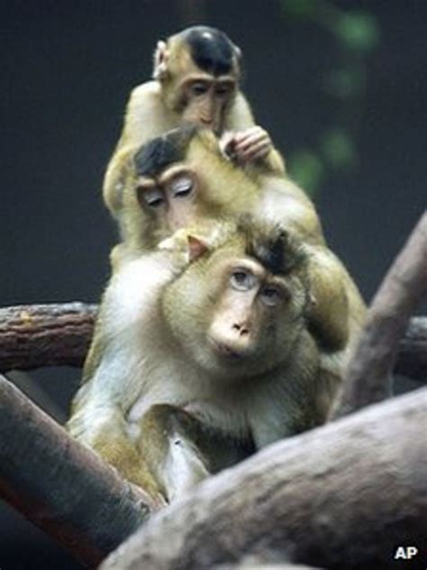 Primate Pet Ownership In England On Rise Bbc News