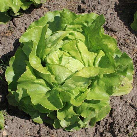 Lettuce Butterhead Suzan Lactuca Sativa De Bolster Organic Seeds