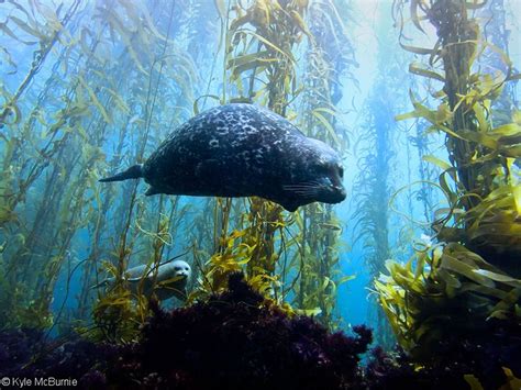 Underwater Photography In Kelp Forests Kelp Forest Underwater