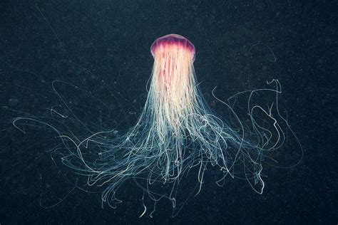 Underwater Experiments Continued Wonderful New Photos Of Jellyfish By