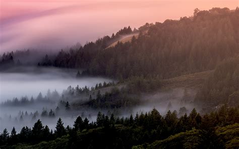 Download Mist Fog Sunrise Trees Forest Nature Wallpaper 3840x2400