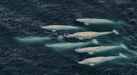 Is It Necessary To Save Beluga Whales Captured By Ice In Penkigngei Bay In Chukotka Russian