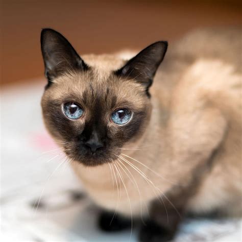 Siamese Cat Thai Vs Siamese Cat What S The Difference With Pictures