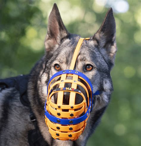 Explaining The 6 Types Of Dog Muzzles And What Theyre For 2023 Iamyourpet