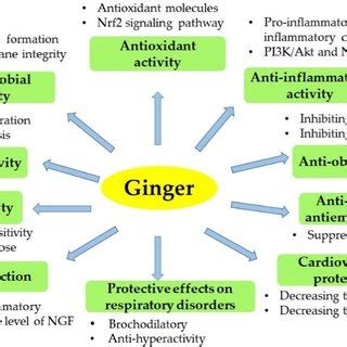 Pdf Foods Bioactive Compounds And Bioactivities Of Ginger Zingiber Officinale Roscoe