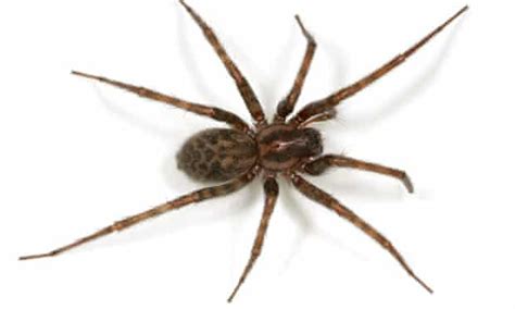 Hairy Scary And Lethal How Dangerous Are Britains Household Spiders
