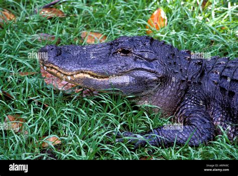 American Alligator At Alligator Farm St Augustine Florida Stock Photo