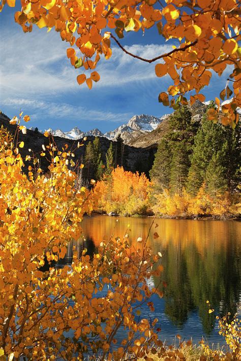 Usa California Autumn Color In Bishop Photograph By Jaynes Gallery