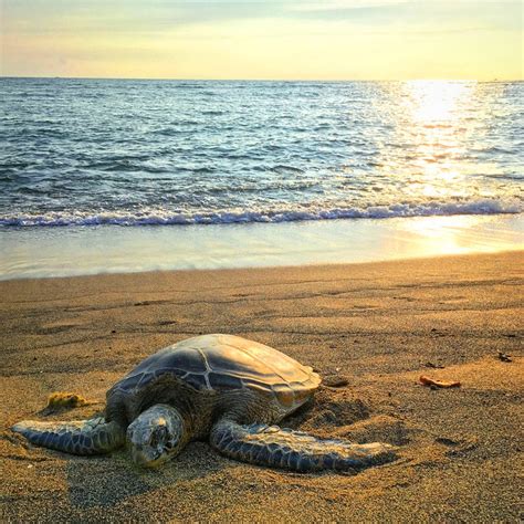 Hawaiian Green Sea Turtle Kona Hawaii Sunset Animal Etsy