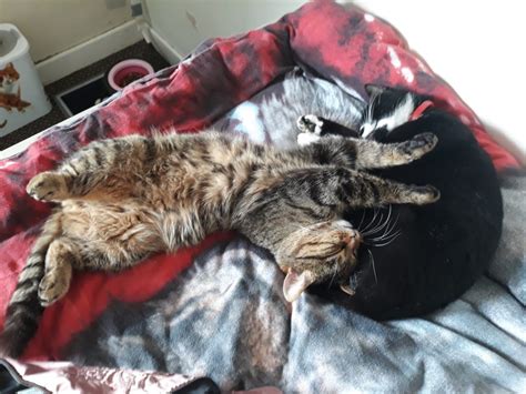 Do you have dreams about cats? What Does Your Cat Mean to You? - CatCon 2020