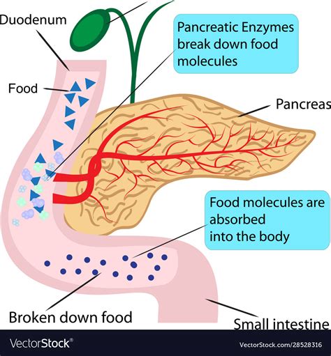 Pancreatic Role And Functionin Digestion Process Vector Image