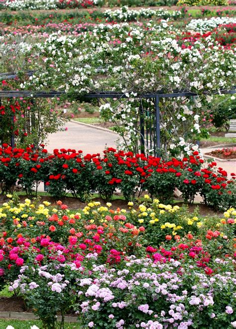 27 Best Images About Ideas To Make A Rose Garden On Pinterest