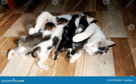 Cat Is Breastfeeding A Cat With Four Nursing Kittens Stock Photo