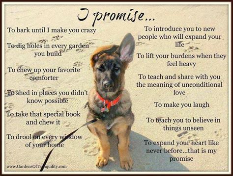 I Promise Dog Quotes Dog Quotes Love Dogs