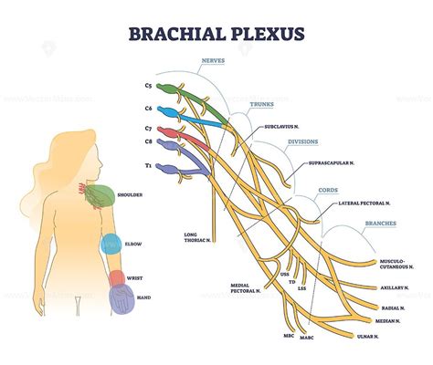 Brachial Plexus Structure As Isolated Shoulder Nerves Network Outline Diagram Plexus Products