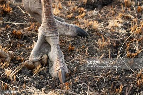 Ostrich Feet Foto E Immagini Stock Getty Images