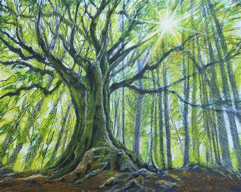 Forest Pencil Drawing At Getdrawings Free Download