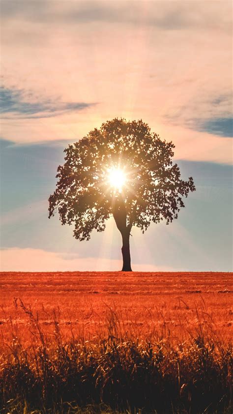 Search free 4k wallpapers on zedge and personalize your phone to suit you. Lonely Tree Evening Fields Sunset Free 4K Ultra HD Mobile Wallpaper