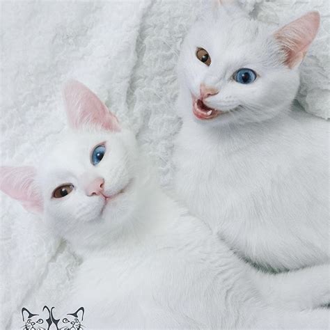 Cats Twins With Different Eye Color Feels Gallery