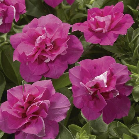 Petunias Double Hanging Basket Plant Delivery Nyc