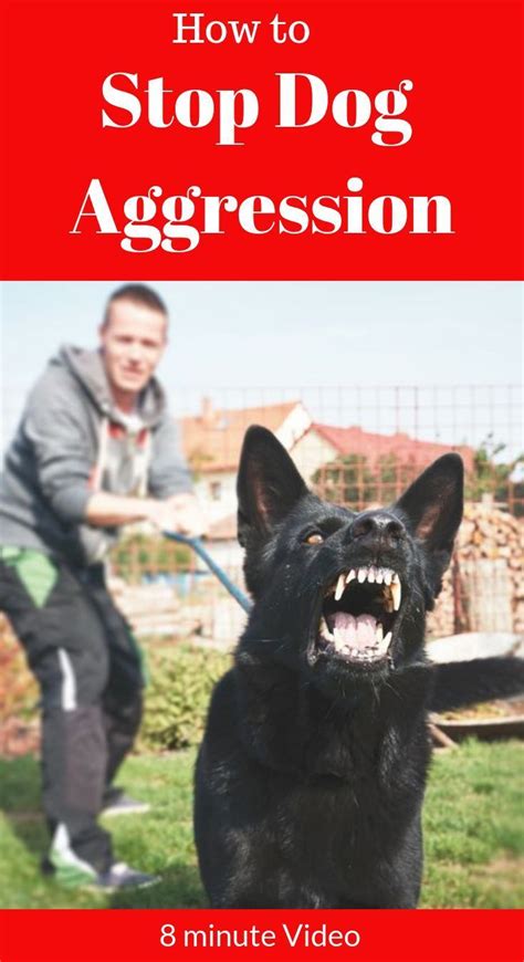 Dog Aggression Cesar Millan Training Dog Aggression Towards Other