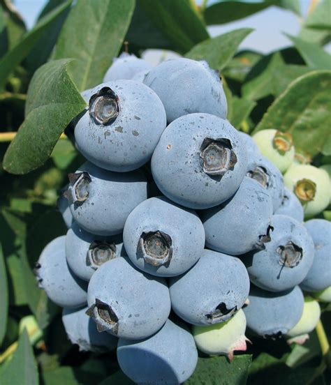 Jewel Blueberries Fall Creek Nursery Plants Varieties