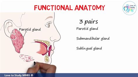 Anatomy Of Salivary Glands Physiology Of Saliva Production And