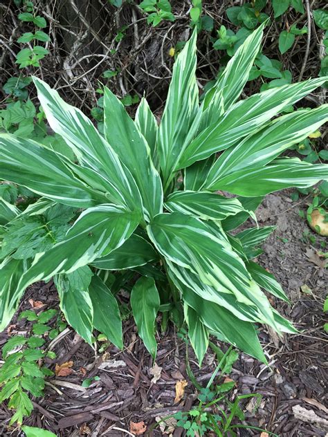 Check spelling or type a new query. Light Up Shady Corners with Variegated Hardy Ginger Plants ...