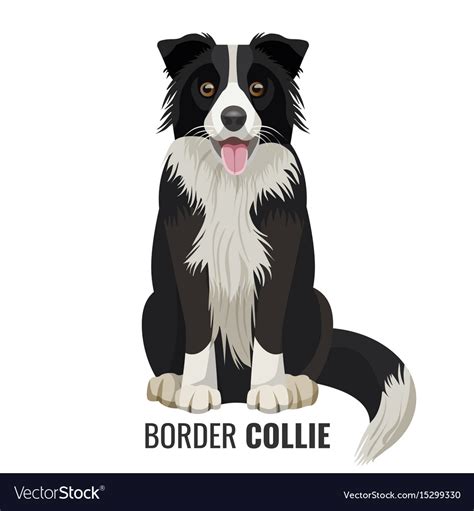 Border Collie Pet Isolated On White Royalty Free Vector