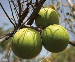 Because either it is loved by the monkey or looks like the monkey or something about the trees went on to bear their first fruit in 1910. GC42D8Z Monkey Apple (Traditional Cache) in Kwazulu Natal ...