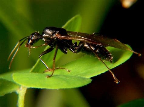 However, they are not looking to bite humans or animals unless they feel threatened. The flying ant invasion - Dr. How's Science Wows