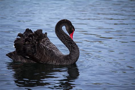 What Is A Black Swan