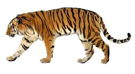 They try to dominate over others in all gatherings and associations. Year of the Tiger: Traits and Compatibility