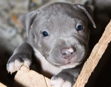 Pitbull With Blue Eyes Facts Health Genetics And Pictures