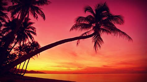 Download Hd Tropical Sunset Palm Trees Silhouette Beach Wallpaper By