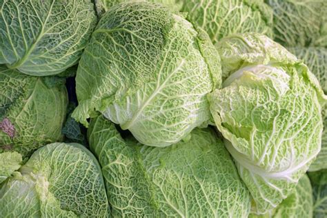 Fresh Cabbage And Lettuce Stock Photo Image Of Bright 159135816