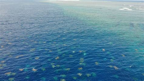 Drone Video Shows 64000 Turtles Swimming To Shore Near Great Barrier