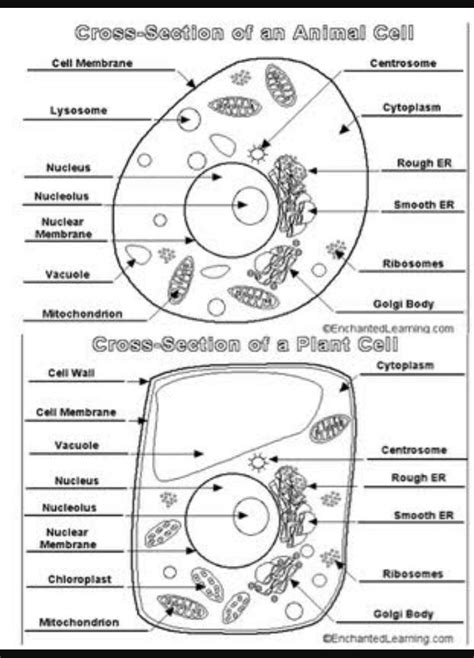 Draw A Well Labelled Diagram Of Plant Cell And Animal Cell Brainlyin Images