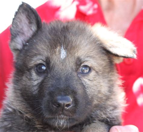Vadim Vom Zauberberg German Shepherd Puppy For Sale Arizona Zauberberg
