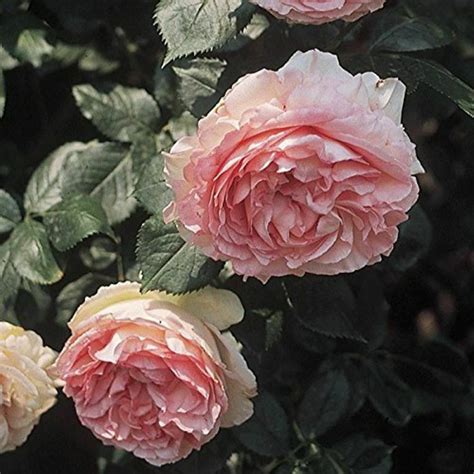 Eden Climbing Pink Hardy Rose Bush Easy To Grow Starter Plant 25 X 5
