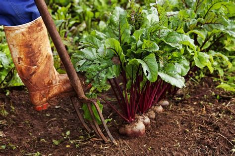 Check spelling or type a new query. High-Yield Vegetable Plants for Small Garden Spaces