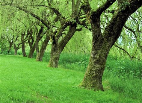 Row Of Willow Trees Royalty Free Stock Images Image 8455039