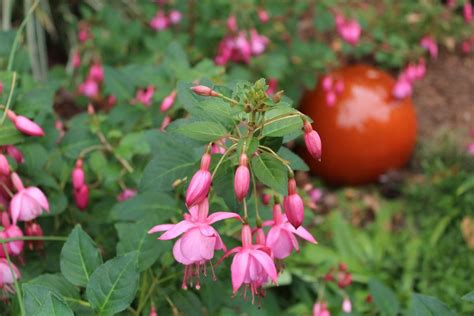 My Favorite Hardy Fuchsias And How To Grow Them