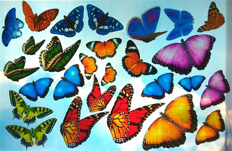 Butterfly Window Clings Realistic Butterflies Suncatcher Etsy