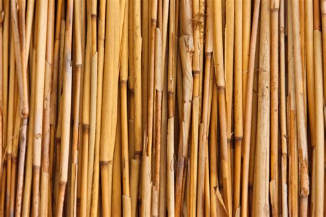 Bamboo Texture Free Stock Photo Public Domain Pictures