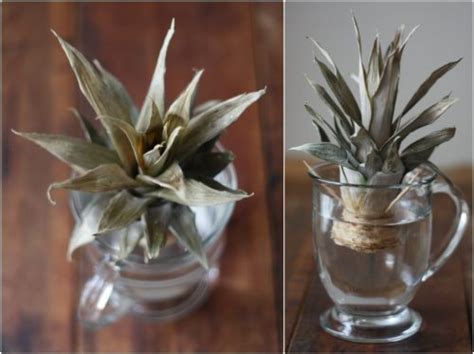 35 Foods You Can Regrow From Scraps Inside Your Home Part 1